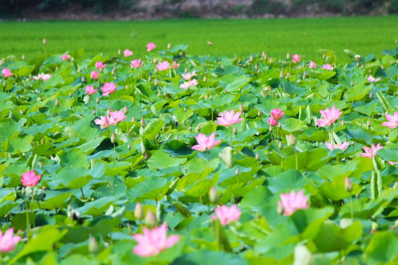 Lotus village in Uncle Ho's hometown - a destination not to be missed when coming to Nghe An